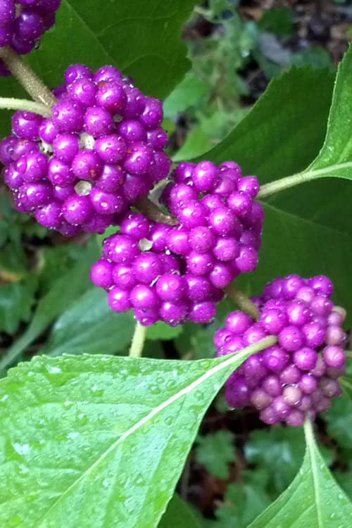 American Beautyberry Bush Seedlings (Beauty Berry) to Plant - Callicarpa Americana - No Ship to California