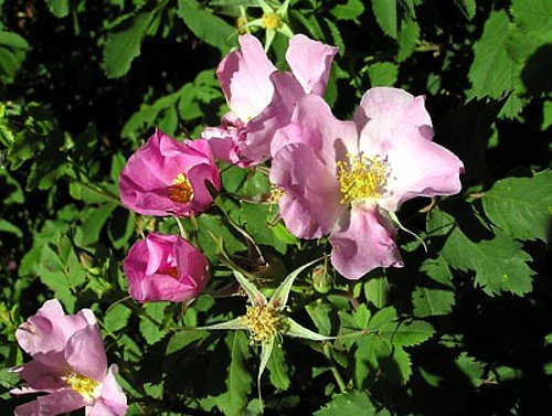 Woods Rose 15 Seeds - Rosa woodsii - Heirloom