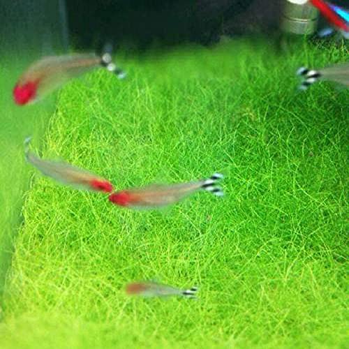 Aquarium Grass Plant Seeds Water Grasses Random Dwarf Aquatic Plant Grass Seeds Indoor Plant Seeds Oxygenating Weed Live Pond Plant Seeds,Fish Aquatic Decor-Small Grass