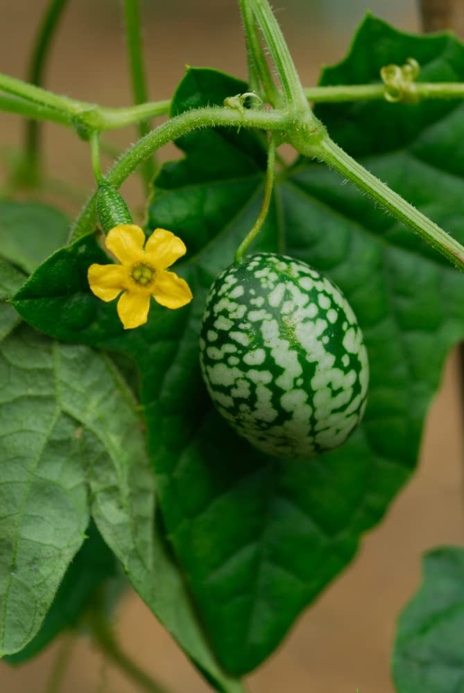 50 Mouse Melon Seeds | Grow This Exotic and Rare Garden Fruit | Cucamelon Seeds, Tiny Fruit to Grow