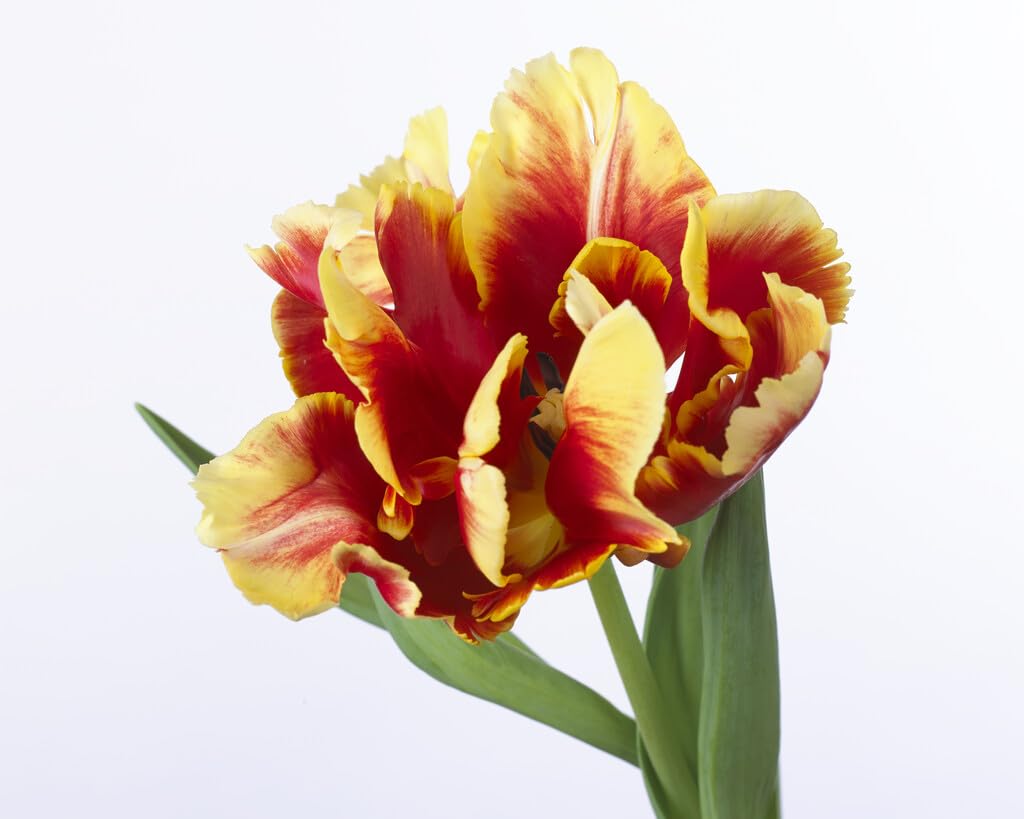 Deejay Parrot Tulip Bulbs for Planting (10 Bulbs) - Red and Yellow Parrot Tulips, Perennial Flowers