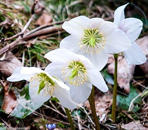 24 Seeds Lenten Rose - Helleborus - Shade Perennial - Christmas Rose Seeds