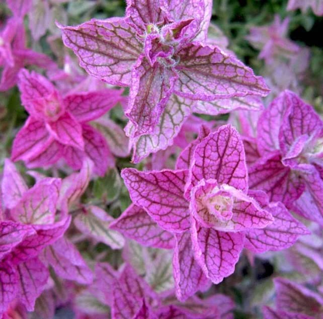 30 Pink Sundae Clary Sage Seeds - Easy to Grow Herb