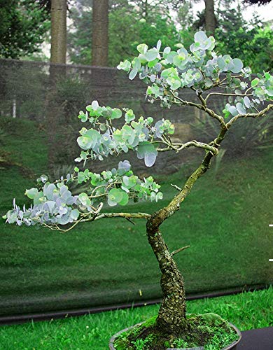 25+ Silver DROP EUCALYPTUS Bonsai Tree Seeds - Made in USA. Ships from Iowa. Great as Bonsai or Clip Branches for Floral Arrangements