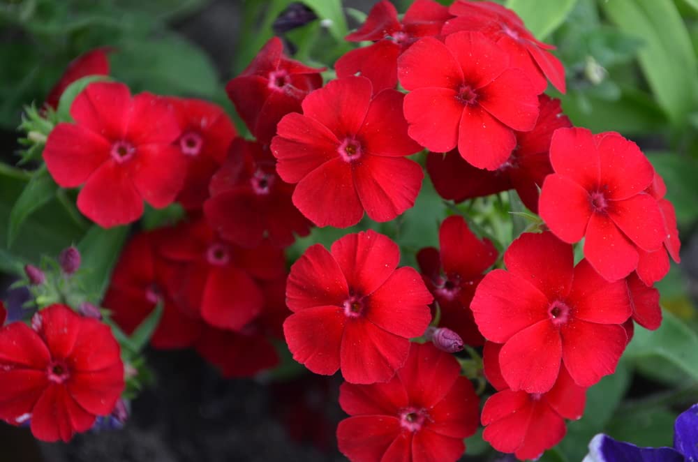 200+ Texas Red Phlox Seeds - Stunning Red Wildflower - Made in USA