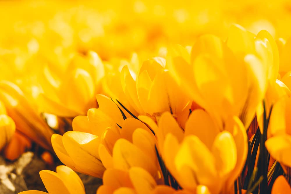 10 Mammoth Yellow Crocus Bulbs for Planting - Ships from Iowa, USA