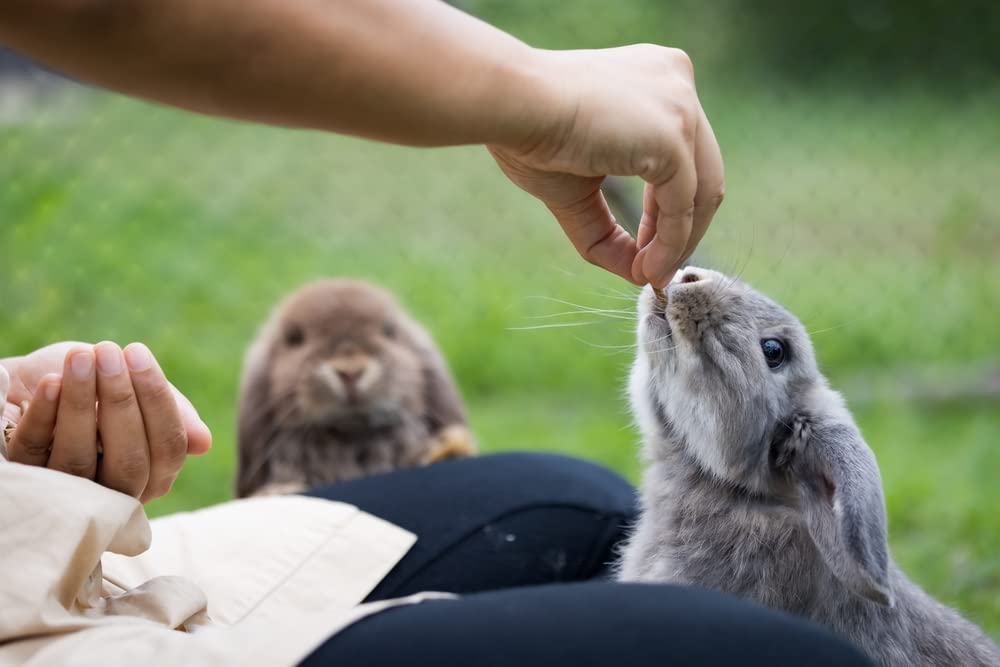CZ Grain Premium Rabbit Pellets for Feeding - All Natural Adult Rabbit Pellets