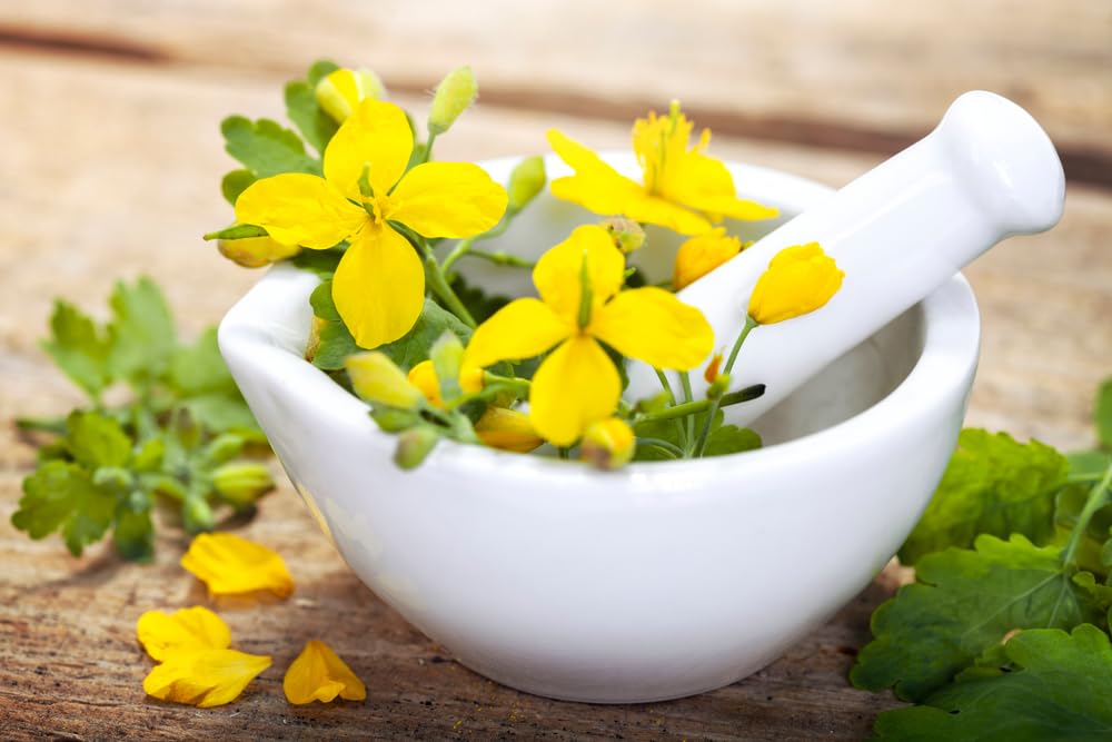 100 Swallowort Herb Seeds for Planting - Greater Celandine - Chelidonium majus