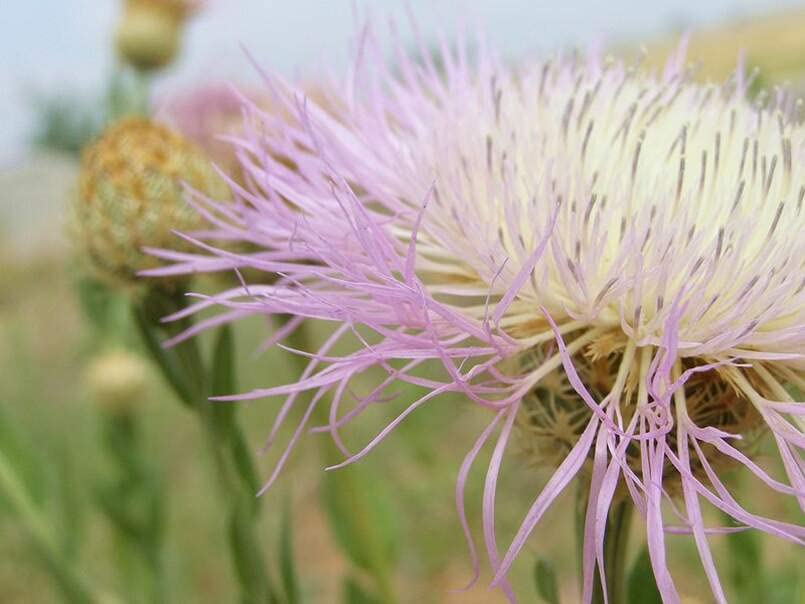 Sweet Sultan Thistle Plant Seeds (100 Seeds) - Centaurea Americana, American Star-Thistle, Basket-Flower