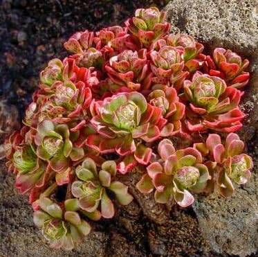 20 Aeonium spathulatum Succulent Seeds for Planting