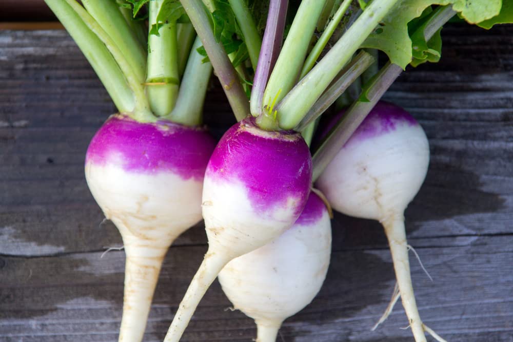 Purple Top Turnip Seeds for Planting - 500+ Seeds for Growing - Excellent Cover Crop and Winter Forage