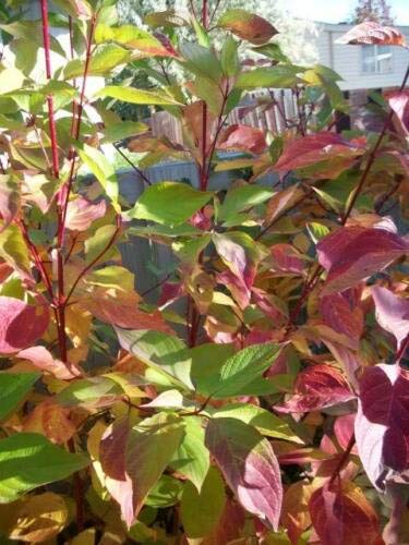 RED TWIG Dogwood American Red Osier Shrub White Flower Cornus Sericea jocad (20 Seeds)