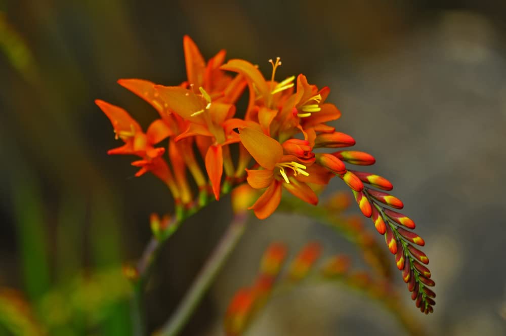 Crocosima Masoniorum Bulbs for Planting - Stunning Orange Blooms for Garden or Containers