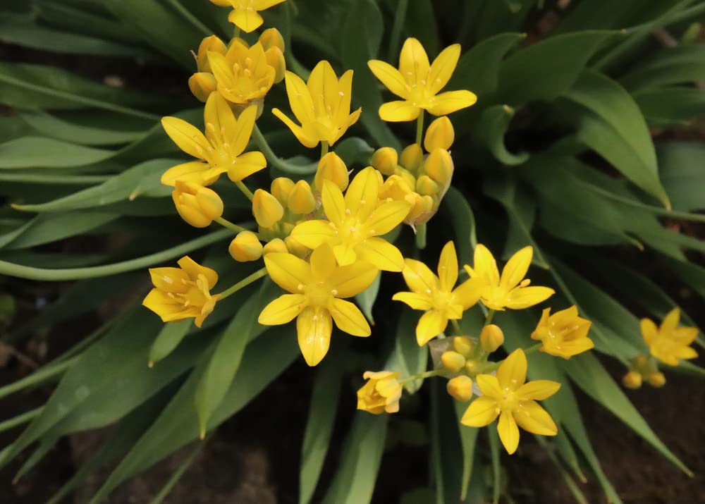 Yellow Allium Moly Bulbs for Planting - Easy to Grow Perennial Flowers for Garden or Container Growing
