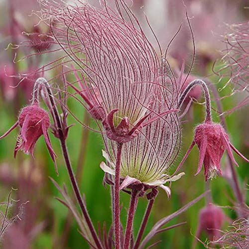 50 Prairie Smoke Seeds | Ships from Iowa. Rare and Hard to Find Geum triflorum Seeds