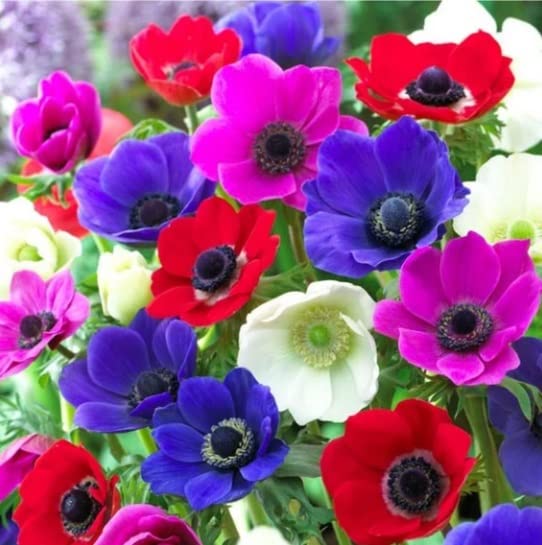 Anemone De Caen Flower Bulbs for Planting - Easy to Grow, Beautiful Blooms