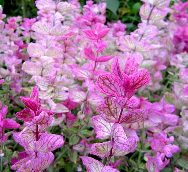 30 Pink Sundae Clary Sage Seeds - Easy to Grow Herb