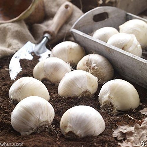1 Allium Bulbs (Giant) - Gladiator - Perennials Bulbs, Now Shipping !