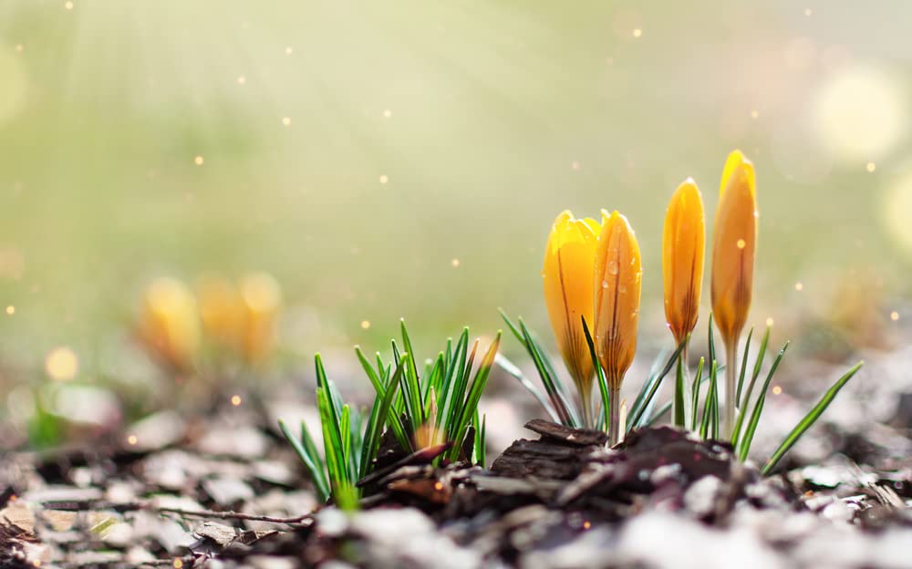10 Mammoth Yellow Crocus Bulbs for Planting - Ships from Iowa, USA