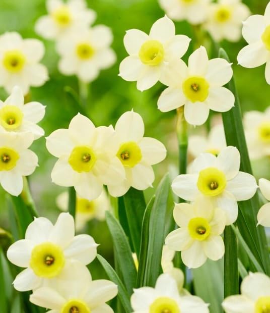 Minnow Daffodil Bulbs for Planting - Easy to Grow Perennial Flowers for Garden or Containers