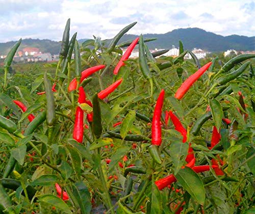 GreenCreator Thai Hot Pepper Seeds 100 Seeds Heirloom Chili Vegetable