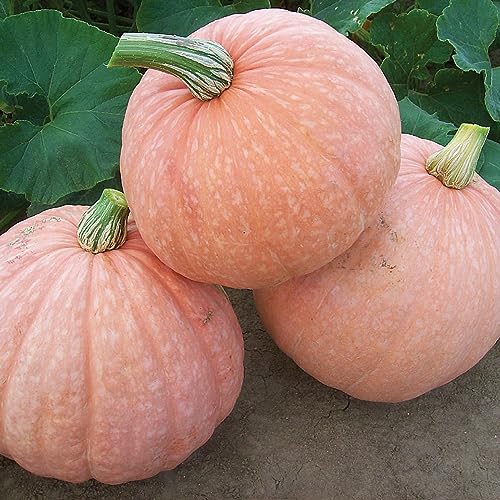 Harvest Moon Pumpkin Seeds for Planting (10 Seeds) - Easy to Grow - Moonscape Pumpkin Seeds to Grow