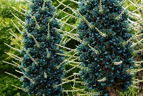20 Sapphire Tower Seeds for Planting - Rare Flowering Cactus