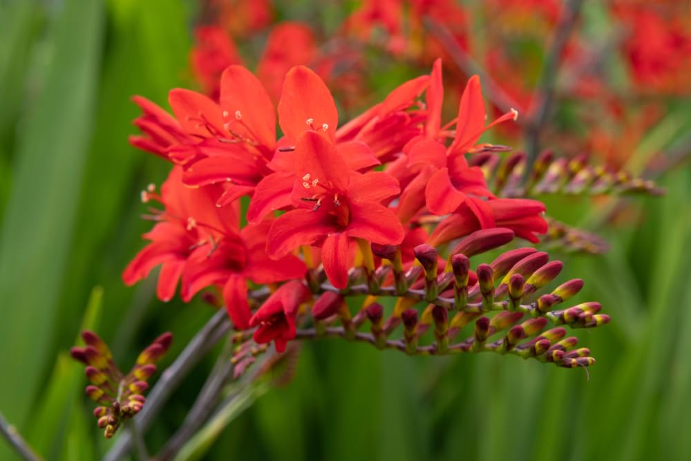 Crocosmia Lucifwre Bulbs for Planting - Great for Hummingbirds, Easy to Grow