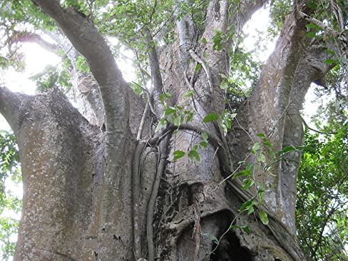 10 African Baobab Seeds - 10 Seeds (Adansonia digitata) - Pack of 10 Rare and Viable Seeds - QO Seeds