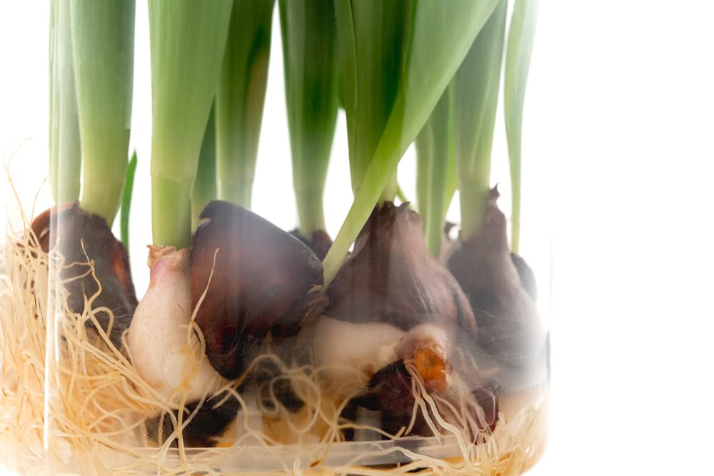 10 Indoor Tulip Bulbs - Grow Indoors in Just Water - Mixed Color -Have Blooms in a Few Weeks