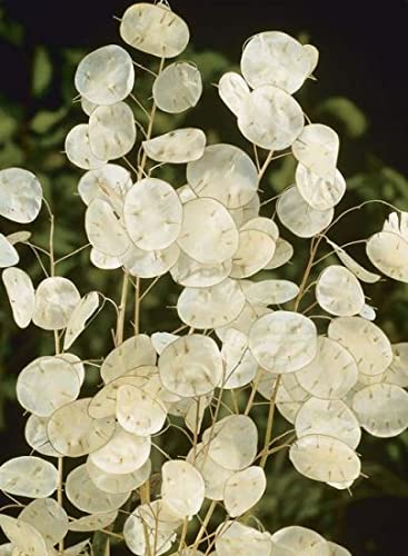 White Money Plant Seeds for Planting - 30 Seeds - Lunaria Biennis - Honesty Plant Seeds