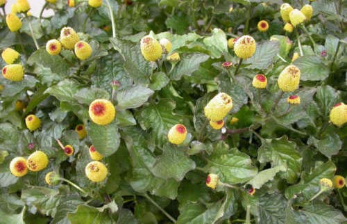 Toothache/Eyeball Plant Spilanthes Oleracea Flower Seeds Red Yellow Jocad (100 Seeds)