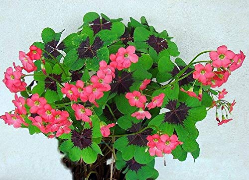 Iron Cross Shamrock Bulbs - 10 Bulbs to Plant - Iron Cross Shamrocks - Fast Growing Year Round Color Indoors or Outdoors - Oxalis Shamrock Bulbs - Ships from Iowa, Made in USA