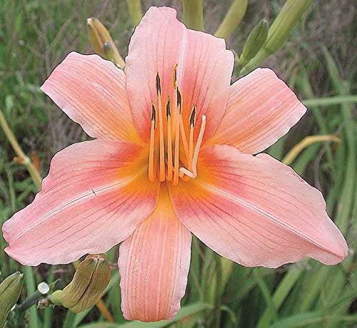Pink Daylily Roots for Planting - Grow Beautiful Perennial Daylilys