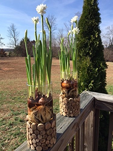 40 Ziva Paperwhites Ready to Grow!- Indoor Narcissus: Narcissus Tazetta: Nice, Healthy Bulbs for Holiday Forcing!!