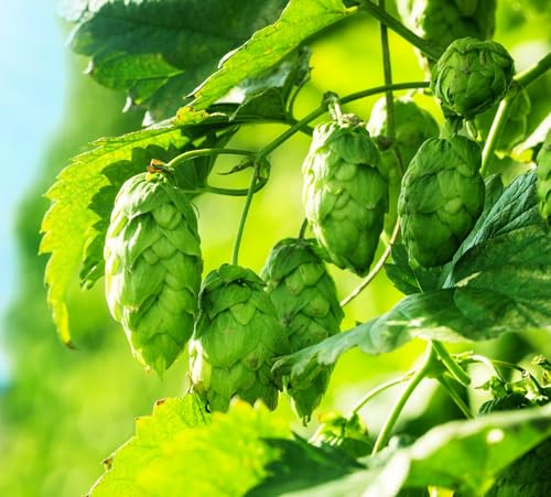 Common Hops Seeds for Planting - 30 Seeds - Beer Hops, Humulus lupulus