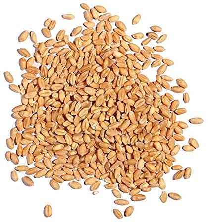 Wheat Cover Crop Seeds | Made in USA