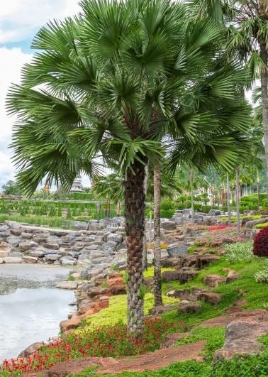 Mountain Serdang Palm Tree Seeds for Planting (10 Seeds) - Livistona speciosa