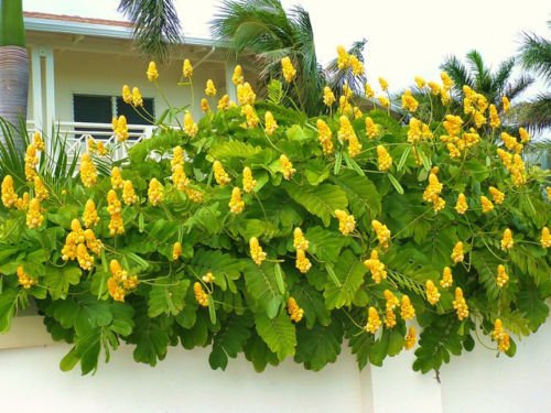 BSNKRY Cassia Alata Medicinal Senna Candle Bush Tree Butterflies Garden Plant 100 Seeds