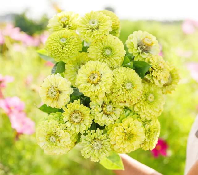 Zinnia Seeds for Planting - Green Envy (100 Seeds)