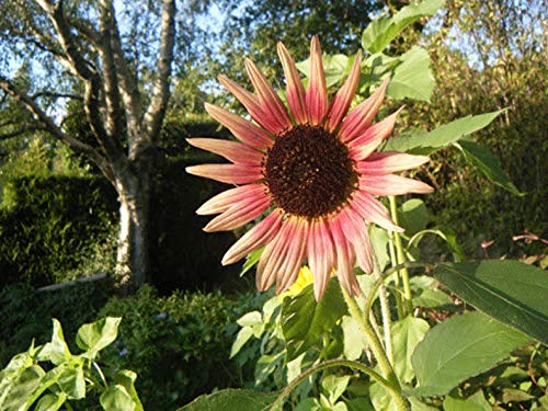 Indian Blanket SunFlo.wer S.eeds to Gr.ow | 25+ S.eeds | Gr.ow Exotic Indian Blanket SunFlo.wers