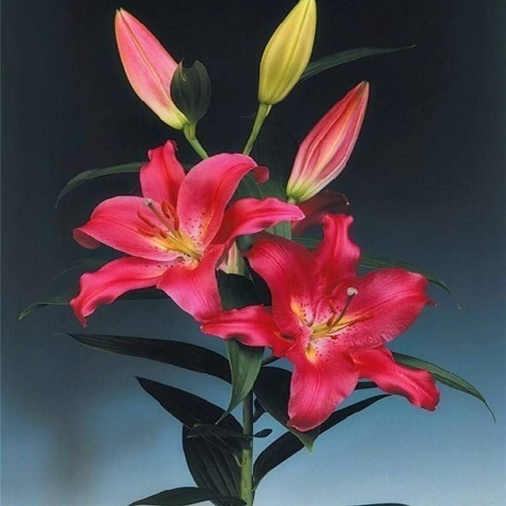 1pcs Lily Asiatic Lilium Bulbs Mixed Lilies,Lily Bulbs for Planting Now Lily Bulbs Colourful Collection Summer Flowering Bulbs .Diameter: 1.8in. (red)