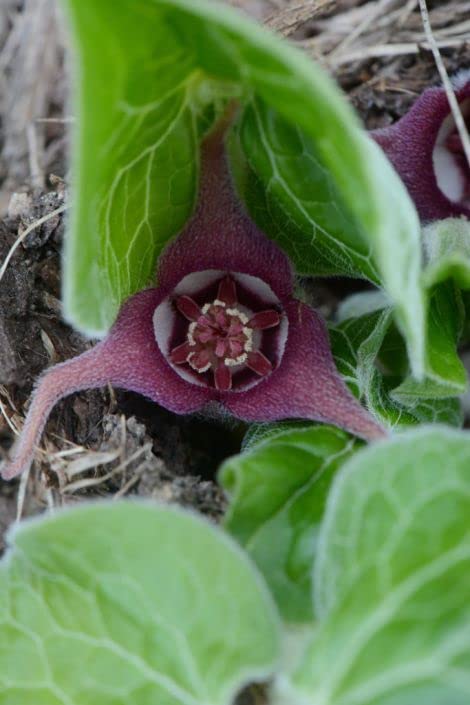 Wild Ginger Seeds for Planting (40 Seeds) - Asarum canadense