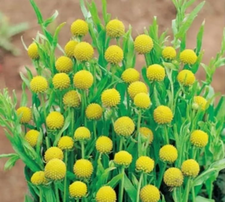 New Pineapple Flower Seeds for Growing (50 Seeds) Yellow Drumstick Flower, Great for Cut Flower Arrangements, Highly Ornamental