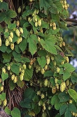Humulus lupulus CASCADE HOPS Vine Seeds!