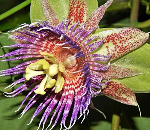 Passiflora Maliformis, Sweet Calebash Passion Flower Edible Fruit Seed jocad (25 Seeds)