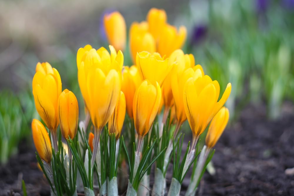 Golden Yellow Crocus Bulbs for Planting - Perennial Garden Flowers