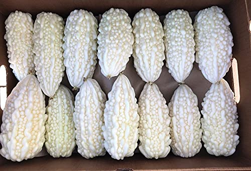 White Bitter MelonSeeds for Planting - 6 Seeds - Rare and Hard to Find. Ships from Iowa, USA