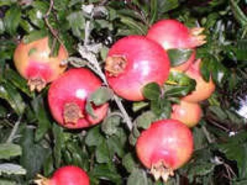 25 POMEGRANATE FRUIT TREE Punica Granatum Red Seeds