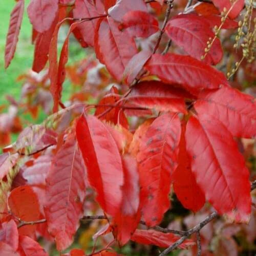 Sourwood Tree Seedlings for Planting | Live Tree Plants - Stunning Red Leaves and White Flowers - No Ship to California